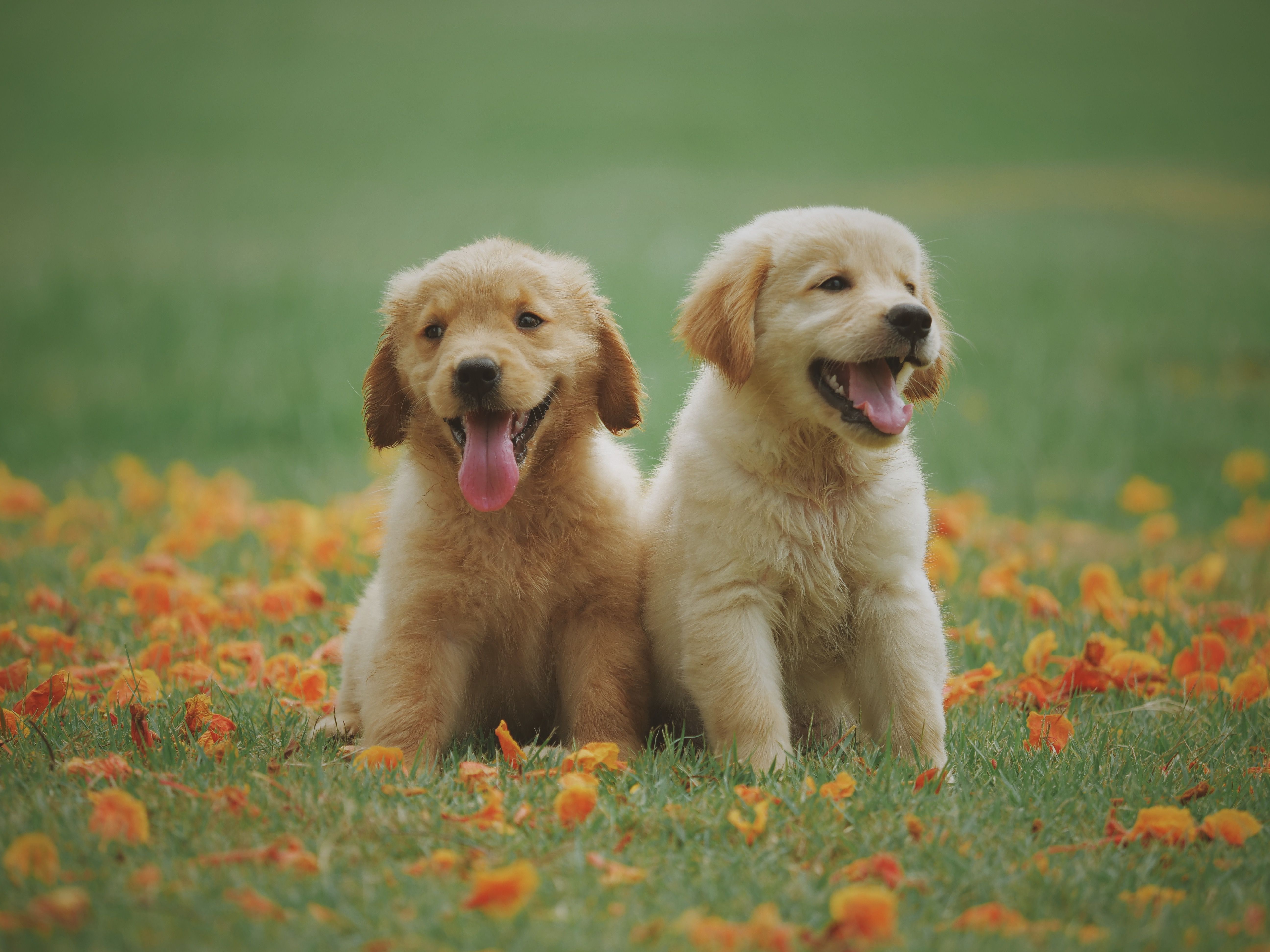 Happy puppies at Divine Pet's Hospital
