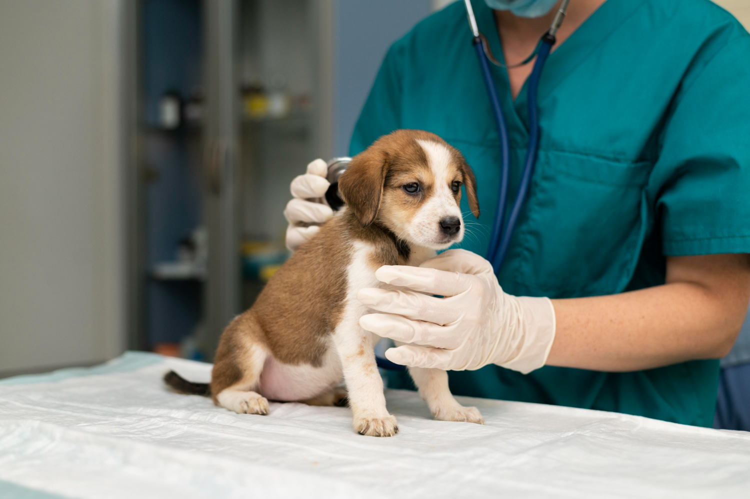 Veterinarian examining a puppy at Divine Pet's Hospital
